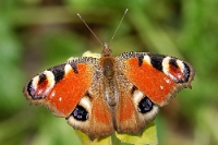 Inachis io (3)